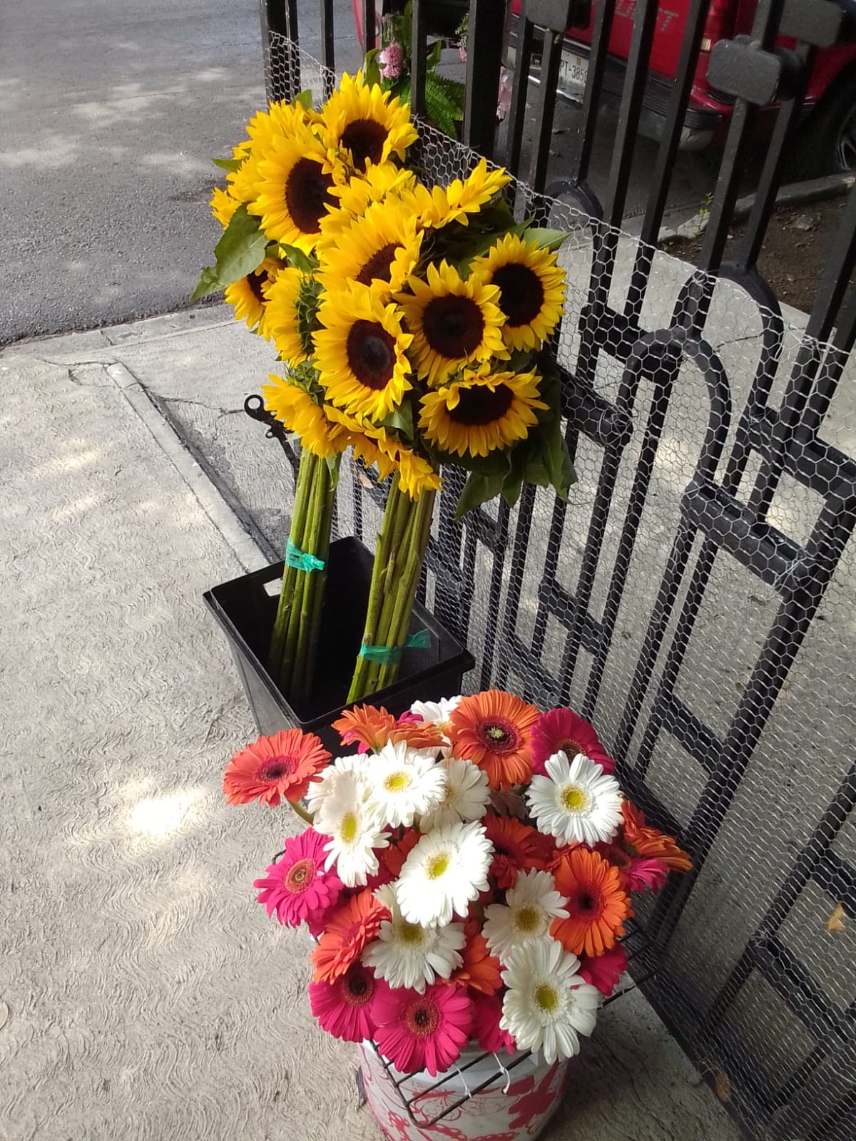 Girasoles