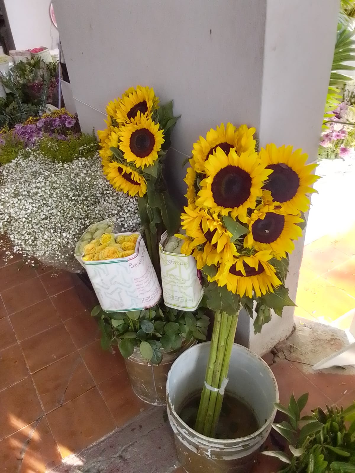 Girasoles