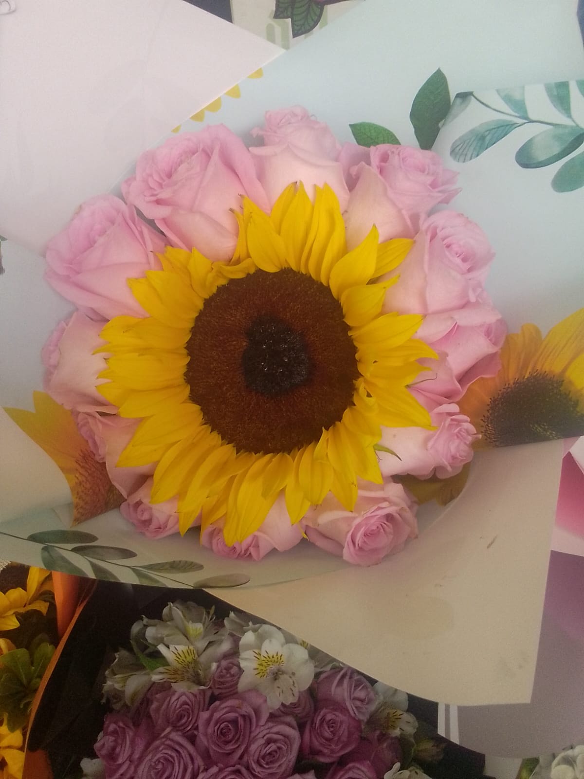 Girasoles