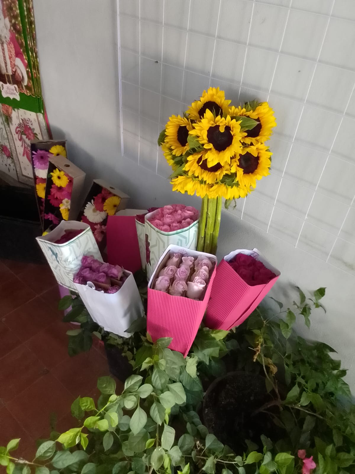 Girasoles