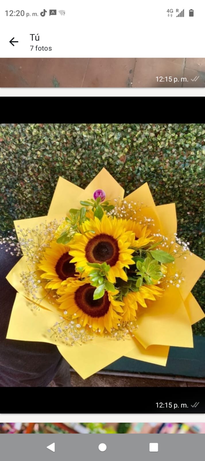 Girasoles
