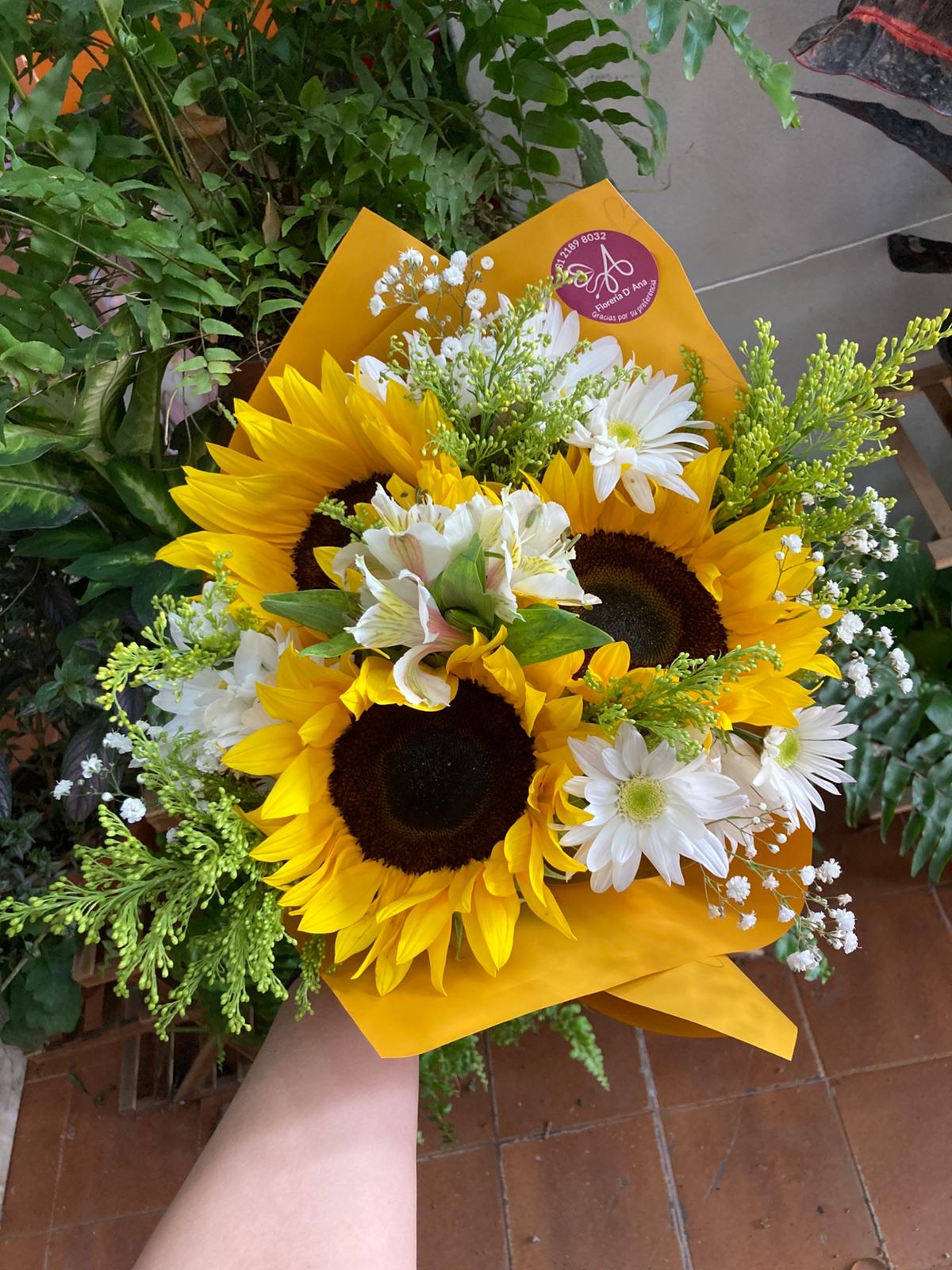 Girasoles