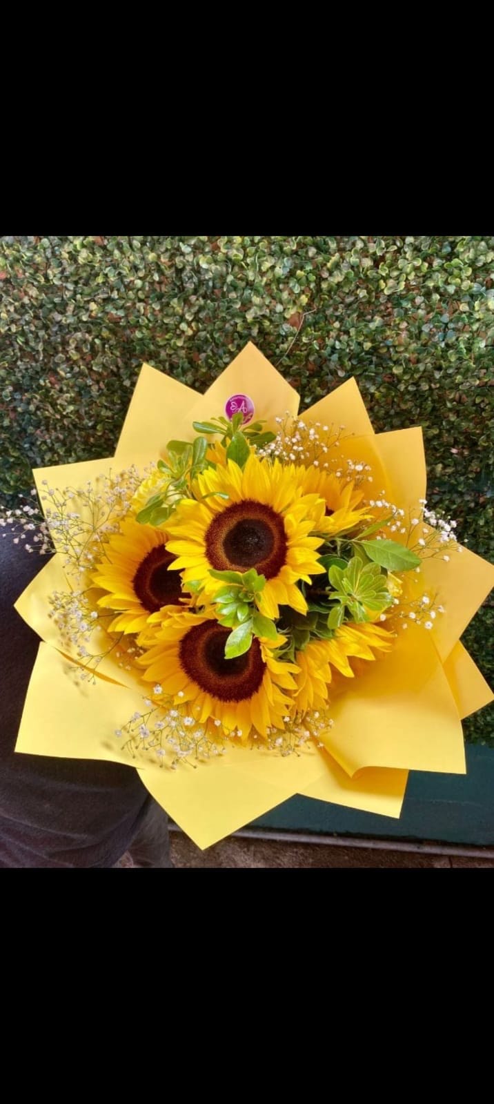 Girasoles