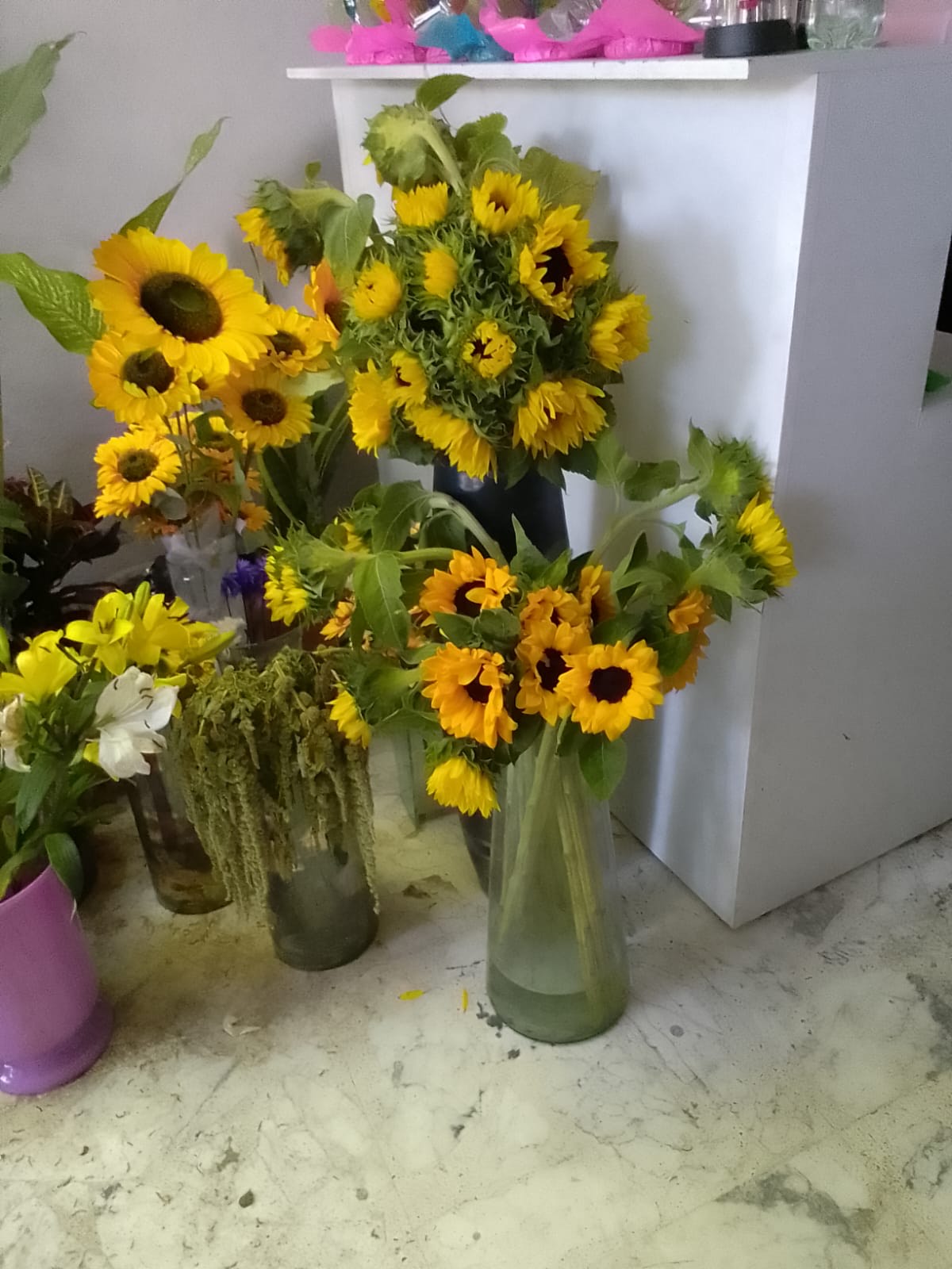 Girasoles