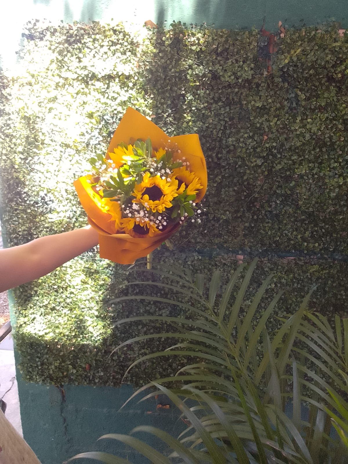 Girasoles