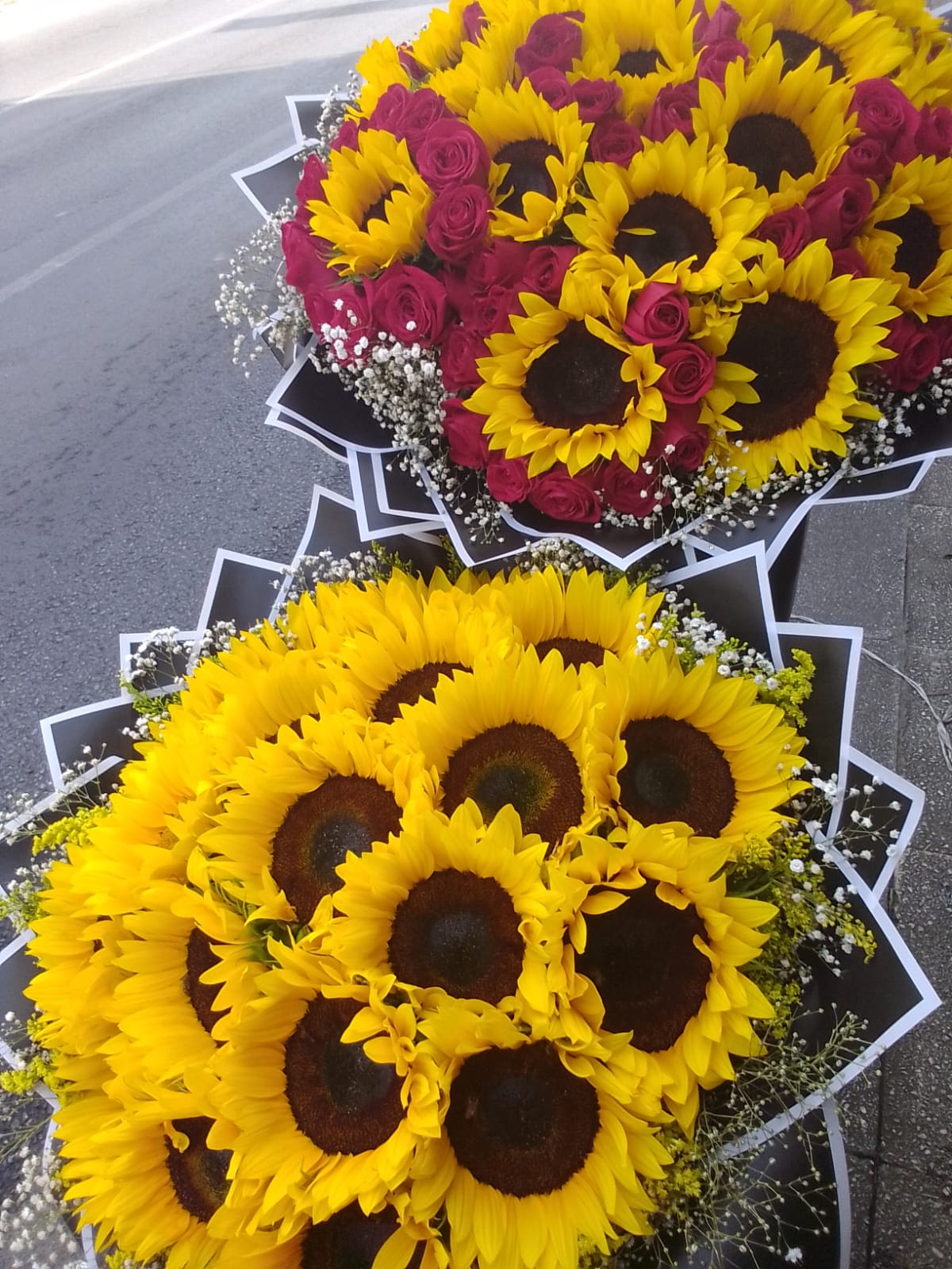 Girasoles