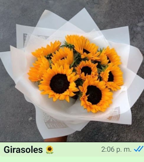 Girasoles