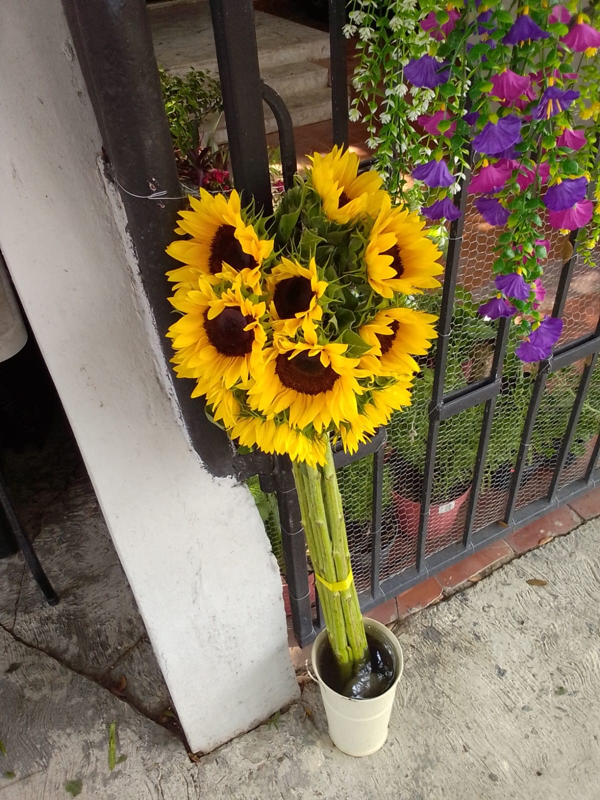 Girasoles