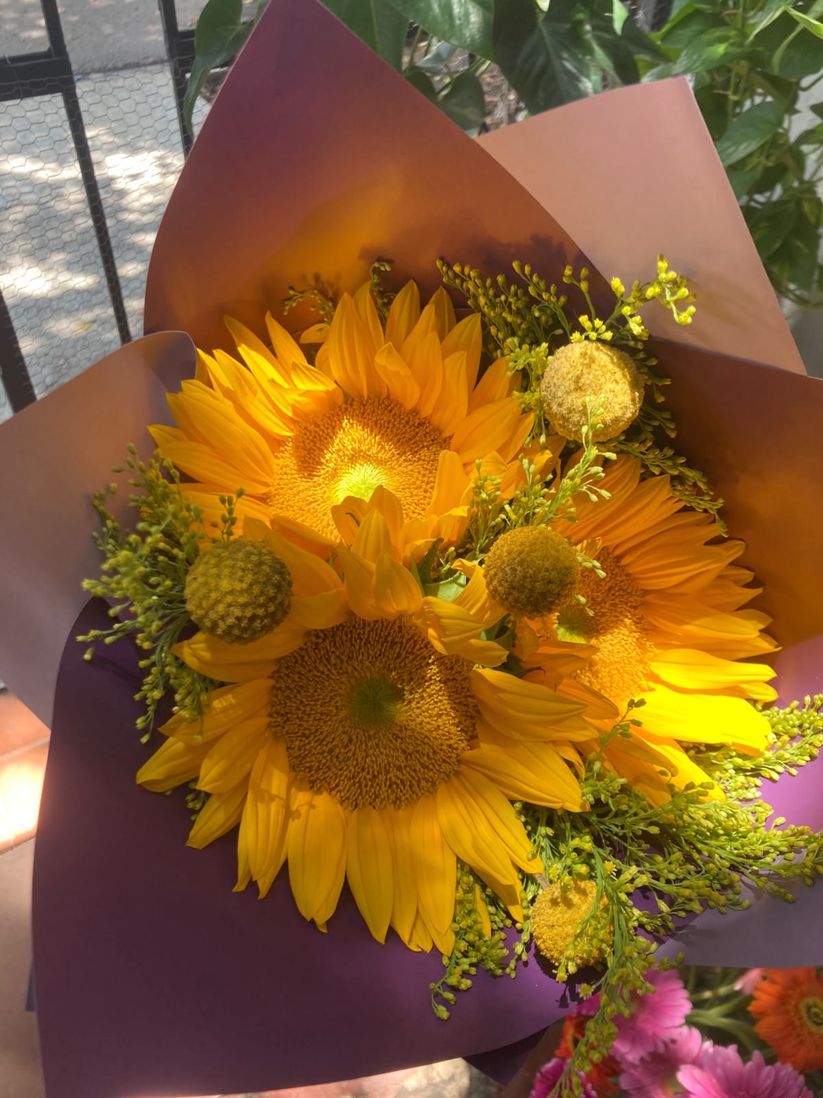 Girasoles
