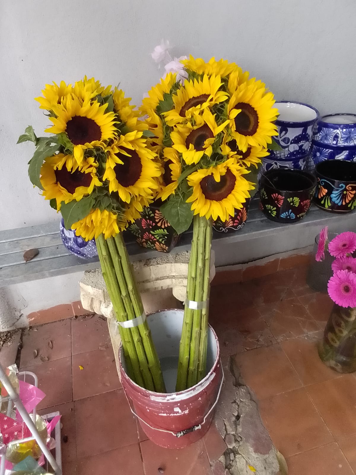 Girasoles