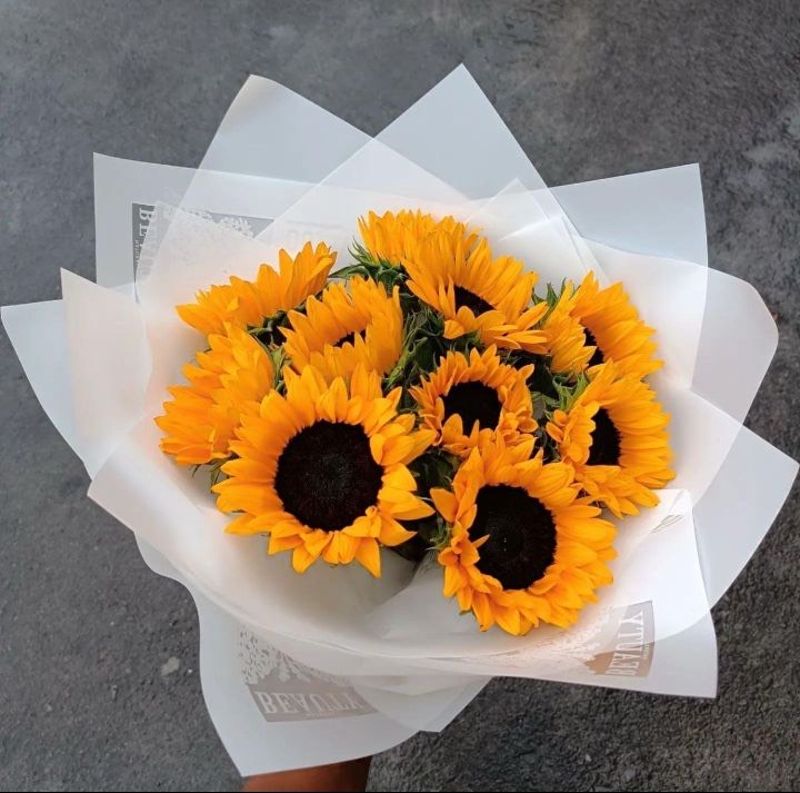 Girasoles