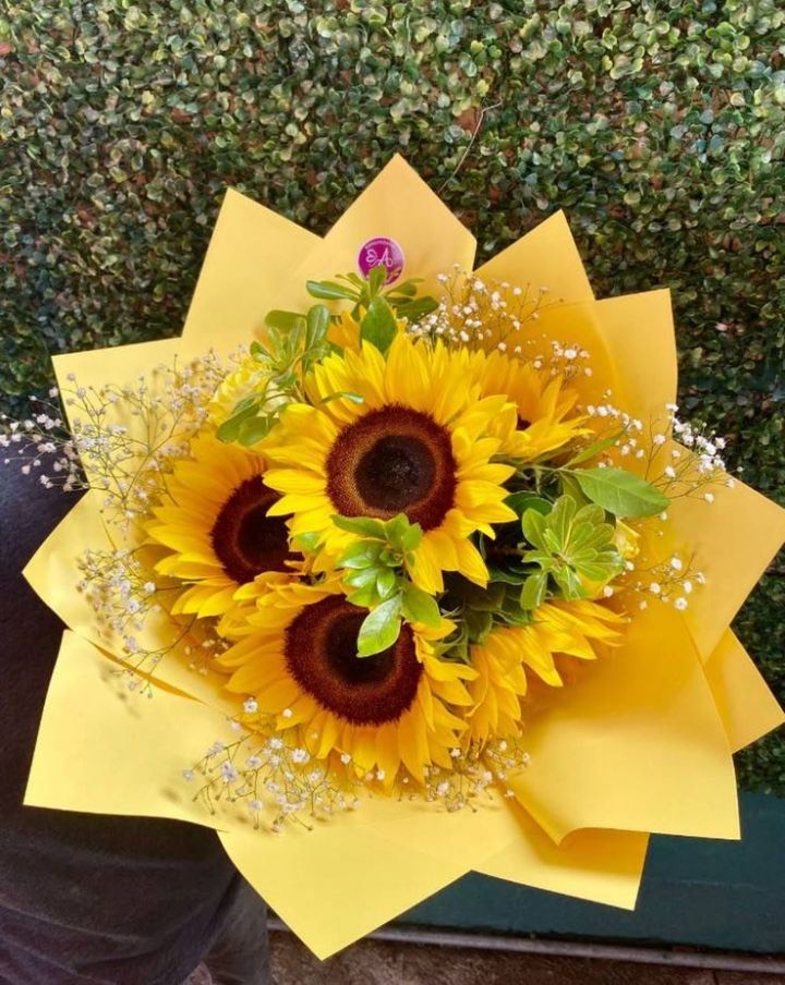 Girasoles