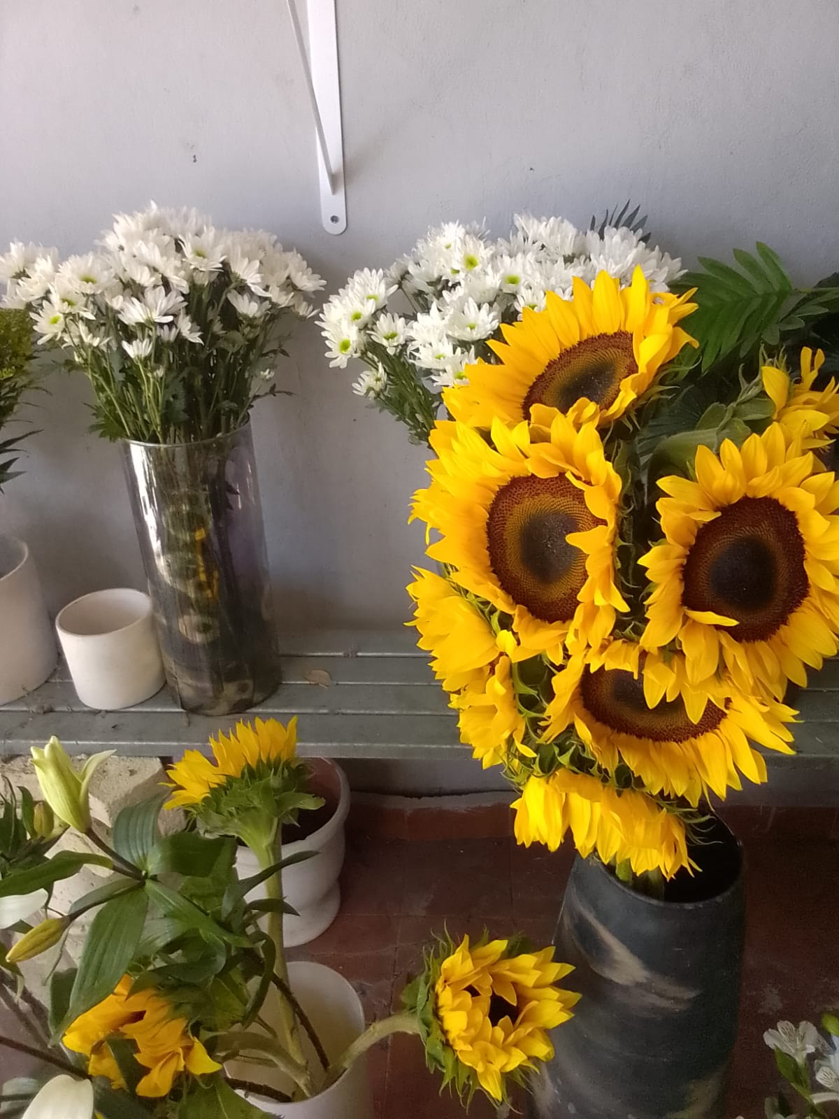 Girasoles